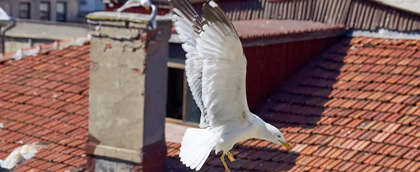 Residential Chimney Animal Removal Solution in North Little Rock, AR